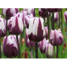 Tulp Rems Favourite