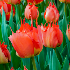 Tulp Robbedoes