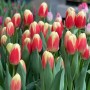 Tulp Roman Empire