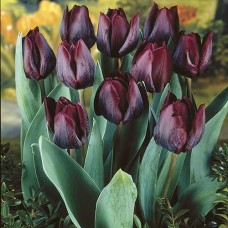 Tulp Ronaldo