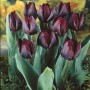 Tulp Ronaldo