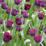 Tulp Ronaldo