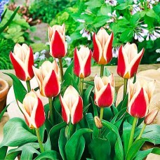 Tulp Rosanna