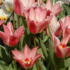 Tulp Rosy Dream