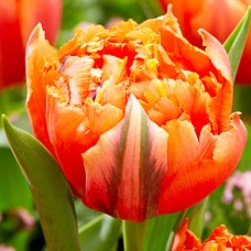 Tulp Royal Centennial