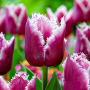 Tulp San Martin