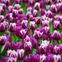 Tulp San Martin