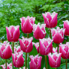 Tulp San Stefano