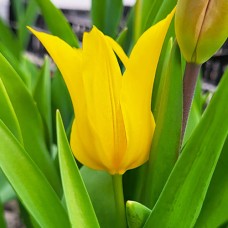 Tulp Schiedam