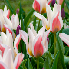 Tulp Serano