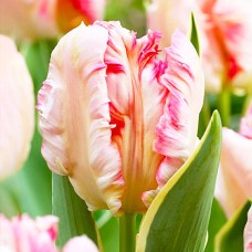 Tulp Silver Parrot