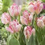 Tulp Silver Parrot