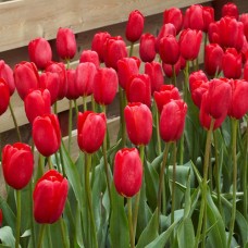 Tulp Sky High Scarlet