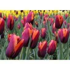 Tulp Slava