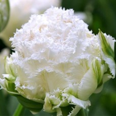 Tulp Snow Crystal