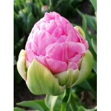 Tulp Strawberry Cream