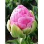 Tulp Strawberry Cream