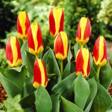 Tulp Stresa