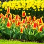 Tulp Stresa