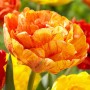 Tulp Sunlover