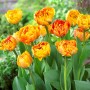 Tulp Sunlover