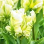 Tulp Super Parrot