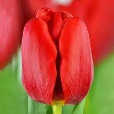 Tulp Surrender