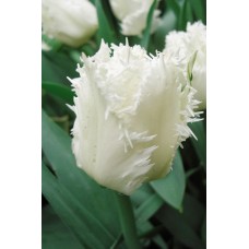 Tulp Swan Wings