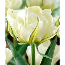 Tulp Sweet Valley