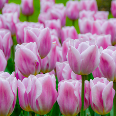 Tulp Synaeda Amor