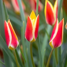 Tulp Tinka