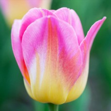 Tulp Tom Pouce