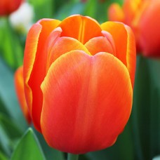 Tulp Triple A