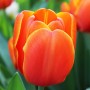 Tulp Triple A