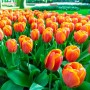 Tulp Triple A