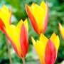 Tulp Tubergens Gem