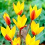 Tulp Tubergens Gem