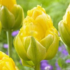 Tulp Vanilla Coup 