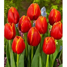 Tulp Verandi