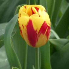 Tulp Washington