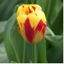 Tulp Washington