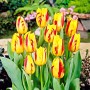 Tulp Washington