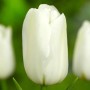 Tulp White Dynasty