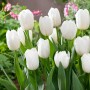 Tulp White Dynasty