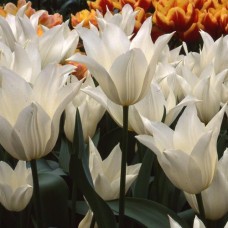 Tulp White Elegance