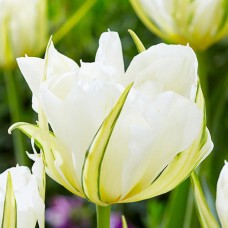 Tulp White Valley