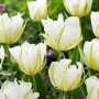 Tulp White Valley