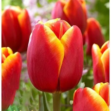 Tulp World's Favourite