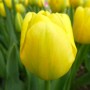 Tulp Yellow Angel