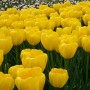 Tulp Yellow Angel